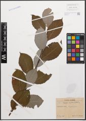 Foto von Salix caprea L. x Salix grandifolia Ser.